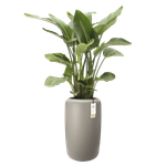 amber beads large 40cm balanced beige